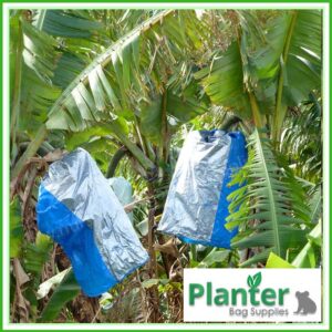 Banana Bunch Cover Bags Blue - for more info go to planterbags.co.nz