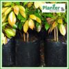 15 litre Poly Planter bag plant Growbag PB28 - Planter Bag Supplies NZ - for more info go to planterbags.co.nz
