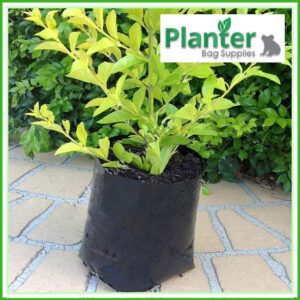 2.5 litre poly planter bag plant Growbag - Planter Bag Supplies NZ - for more info go to planterbags.co.nz