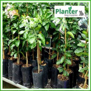 7 litre tall poly planter bag plant Growbag - Planter Bag Supplies NZ - for more info go to planterbags.co.nz