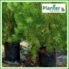20 litre Tall Poly Planter bag plant Growbag - Planter Bag Supplies NZ - for more info go to planterbags.co.nz