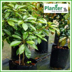 25 litre Poly Planter bag plant Growbag PB40 - Planter Bag Supplies NZ - for more info go to planterbags.co.nz